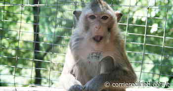 Rieti, a rischio il futuro dei macachi nel Parco dell'Abatino. Animalisti sul piede di guerra - Corriere di Rieti