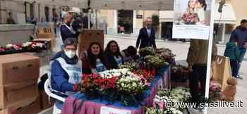 Festa della mamma con Airc, a Matera sette punti-vendita per l'azalea della ricerca: report, video-intervista Ornella Contini, foto - Sassilive.it