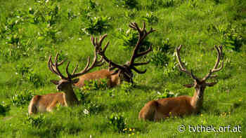 Expeditionen: Tierwelt der Alpen - Herbst vom 06.05.2022 um 15:15 Uhr - ORF-TVthek