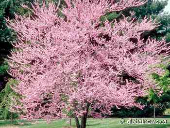 3,000 trees available to Hamilton residents through free city program - Global News