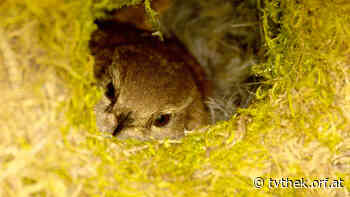 Expeditionen: Tierwelt der Alpen - Sommer vom 06.05.2022 um 14:30 Uhr - ORF-TVthek