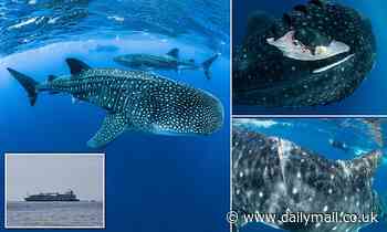 Global whale shark population is plummeting because they are dying in collisions with ships