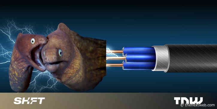 Thanks, electric eels, without you our batteries would suck