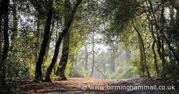 Sutton Park in Birmingham second most valuable green space in country for boosting wellbeing - Birmingham Live