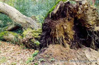 Kinderen gewond door omgevallen boom privé-oord in Para - Dagblad Suriname