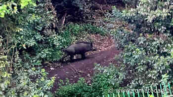 Dopo Villa Glori e piazza Verbano, adesso i cinghiali arrivano anche a Villa Ada