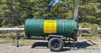 Rangers in N.B. set trap to catch roaming bear near children’s forest park