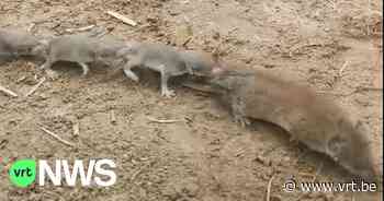 Polonaise van spitsmuizen in Wellen: "Ik dacht even dat het een slang was" - VRT NWS