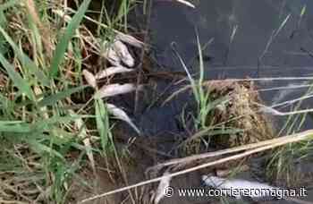 Bellaria, moria di pesci al lago del Gelso - CorriereRomagna