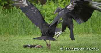 More than 100 black vultures dead south of Lancaster County, bird flu detected - LNP | LancasterOnline