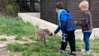 "Ils n'étaient pas du tout peureux": une famille de sangliers déambule à Èze