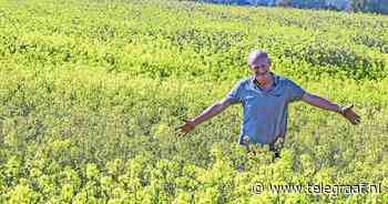 Tekort zonnebloemolie door oorlog in Oekraïne maakt koolzaad tot 'geel goud' - Telegraaf.nl