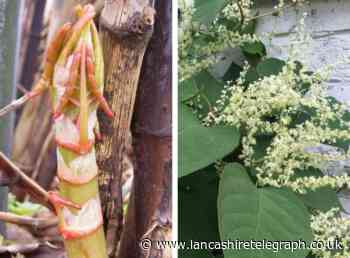 Three areas of East Lancashire named as Japanese Knotweed hotspots