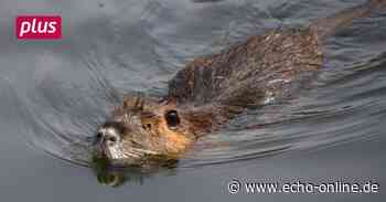 Sumpfbiber „nehmen überhand“ in Lampertheim - Echo Online