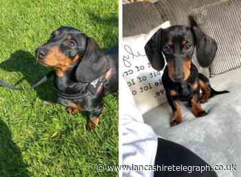 Mum says scammers used 'fake' banking app to 'steal' miniature dachshund