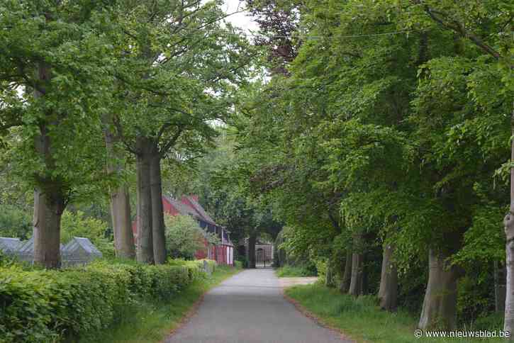 Kapaanvraag voor beuken van Boutersemdreef