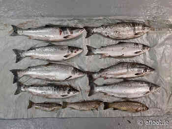 Two Men Convicted for Possession of Illegally Caught Salmon from River Fergus - Afloat