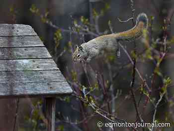 Edmonton weather: A little snow this morning and then it gets windy again