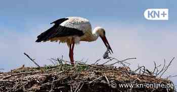 Warum töten Störche ihre Küken?