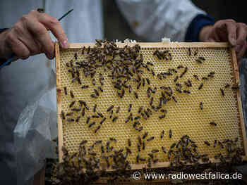 Minden-Lübbecke: Amerikanische Faulbrut unter Bienenvölkern ausgebrochen - Radio Westfalica