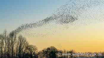 Tempolimit im Vogelschwarm