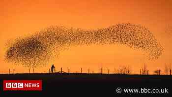 Scientists study secrets of starling murmurations