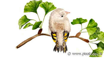 Un cardellino curioso alla scoperta dell’orto botanico di Pisa - PisaToday