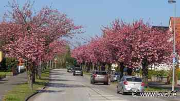 Zierkirschen in Parchim: Prachtallee am Südring steht in voller Blüte - svz – Schweriner Volkszeitung