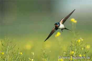 Bürger im Landkreis Stade sollen Nester von Schwalben melden - Landkreis Stade - Tageblatt-online