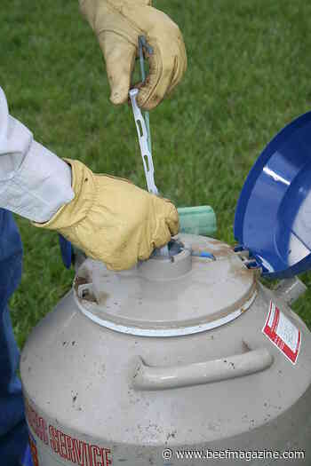 Breeding cattle on a tight timeline