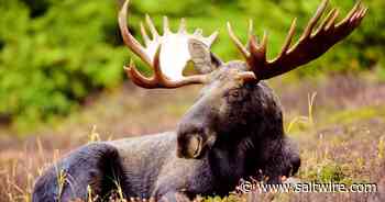 Applications open May 9 for annual Cape Breton moose hunt - Saltwire