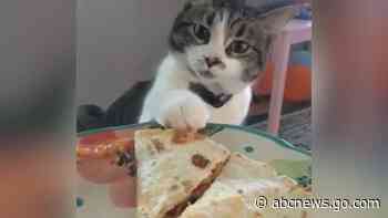 WATCH:  Curious kitty tries to swipe quesadilla