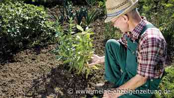 Wundermittel im Garten: Wie Sie Zimt richtig nutzen