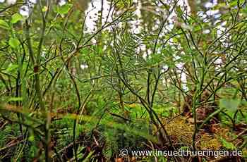 Aus dem Forstamt - Mehr Jagddruck am Viernauer Heidelberg - inSüdthüringen