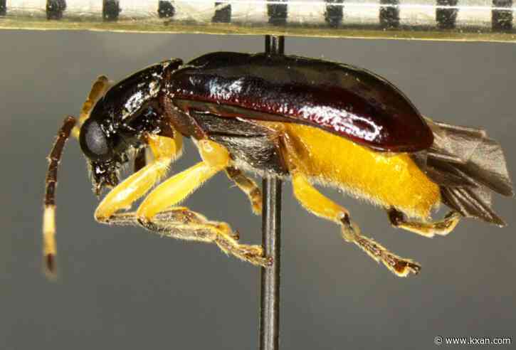 CBP: Rare pest found in shipment of fruits near Texas border