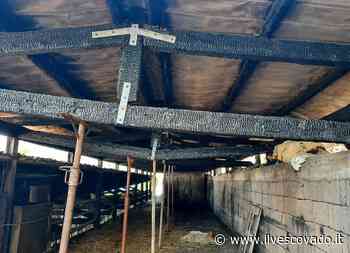 Massa Lubrense: incendio danneggia azienda agricola, dal Consorzio Provolone del Monaco Dop una bovina... - Il Vescovado Costa di Amalfi