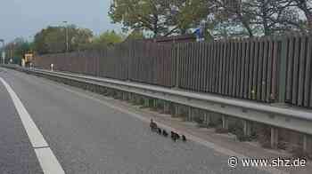 : Kiel: Ente (Ende) gut - alles gut. Sicher über die B 76 ins Kleingartengelände | shz.de - shz.de