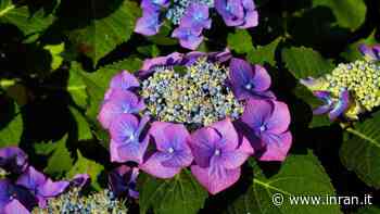 L'erba aromatica da coltivare vicino alle ortensie per eliminare gli afidi - INRAN