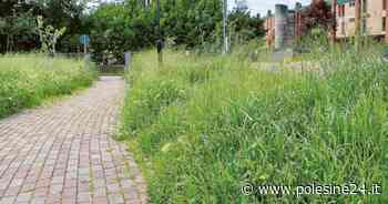 Non sarebbe ora di tagliare l'erba? - La Voce di Rovigo - La voce di Rovigo