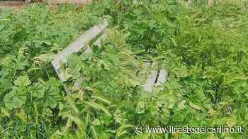 Nei parchi tra topi ed erba troppo alta La rabbia dei residenti - il Resto del Carlino