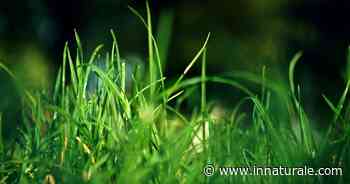 Giardino: non tagliare l’erba a maggio per aiutare api e ambiente - inNaturale.com