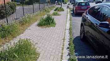 Marciapiedi pericolosi ed erba alta: la protesta in zona Cappuccini - LA NAZIONE
