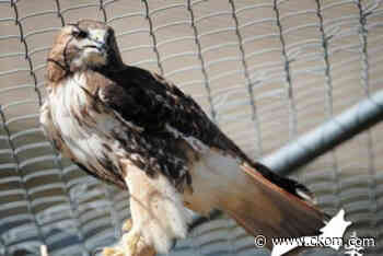 Birds at Saskatoon zoo in quarantine due to avian influenza fears - CKOM News Talk Sports