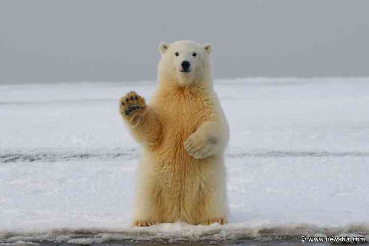 Bitcoin Long-Term Holders Start Capitulating Amid Panic