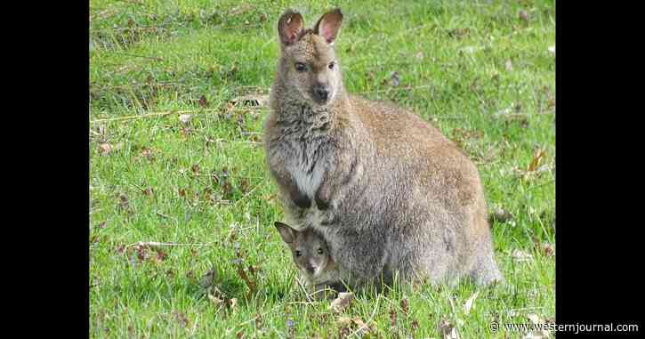 Baby Wallaby Goes Missing Overnight from Detroit Zoo: 'Very Shocking for All of Us'