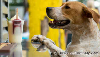 Popular dog-friendly outdoor bar and grill unleashes first Austin location - CultureMap Austin