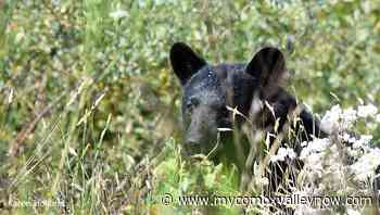 Nearly 600 BC black bears killed in 2021 - My Comox Valley Now
