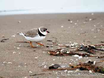 South Bruce Peninsula will not pursue piping plover case further - Wiarton Echo