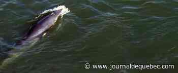 [EN IMAGES] Le petit rorqual à Montréal très actif