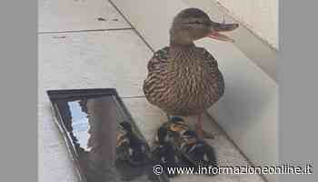Sette anatroccoli nascono su un balcone a Saronno. Enpa li porta al sicuro - InformazioneOnline.it
